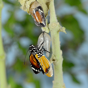 cacoon and butterfly transformation