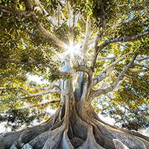 sun shining through the branches and leaves of a giant tree