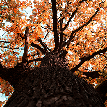 large tree with the sun shining brightly through the red autumn leaves